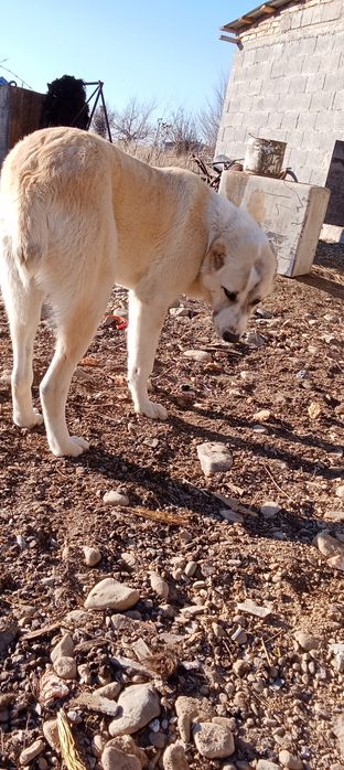 Продам сабака Алабай