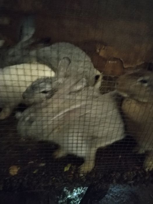 Куйон великан 250 мин донаси