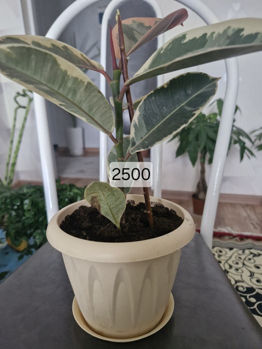 Домашые цветы дешево