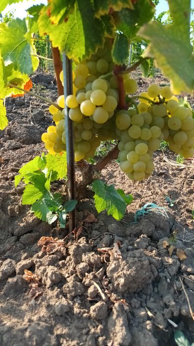 Vand struguri de masa si de vin