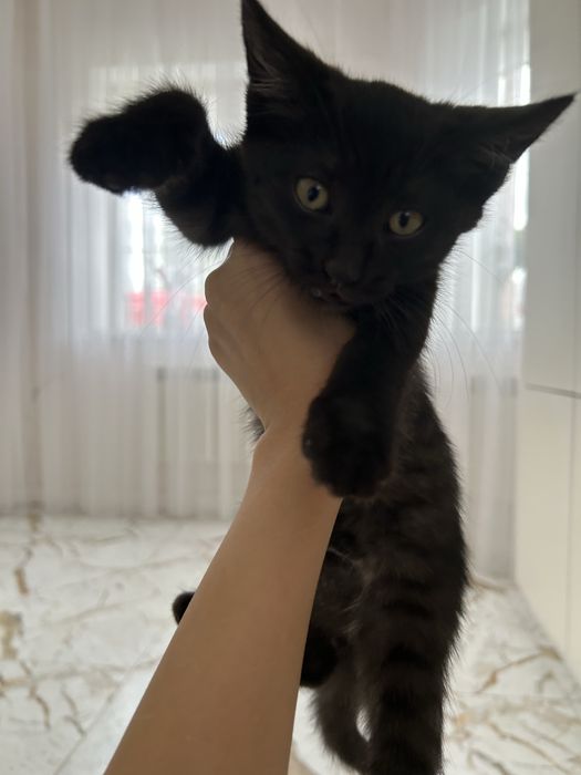Отдам котят-девочек в добрые руки