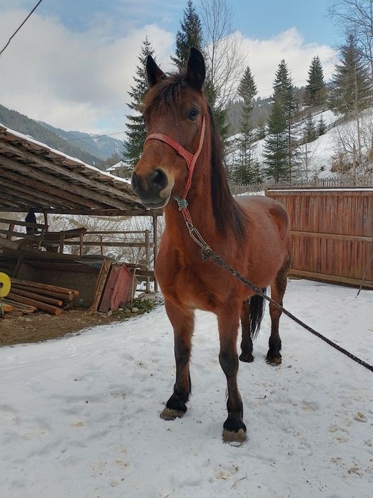 Iapa de vânzare de 4 ani