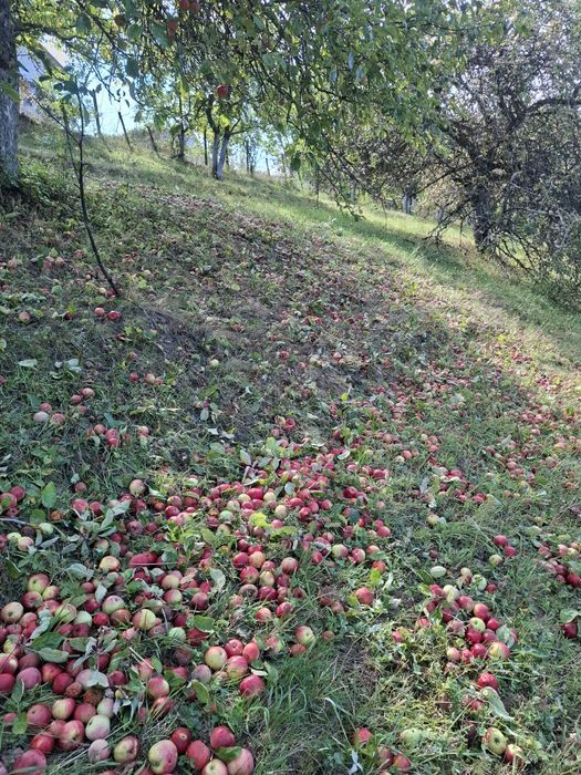 Vând mere bio pt suc sau tuica