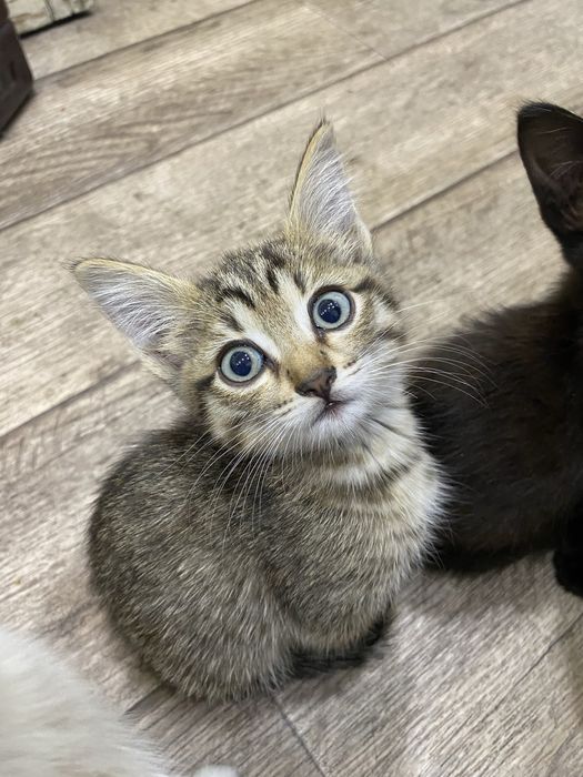 Отдам котят мальчики и девочка