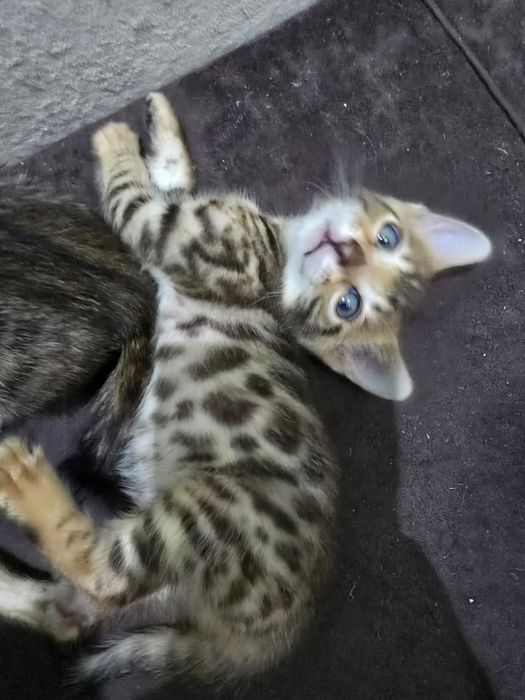 Бенгальский котенок
