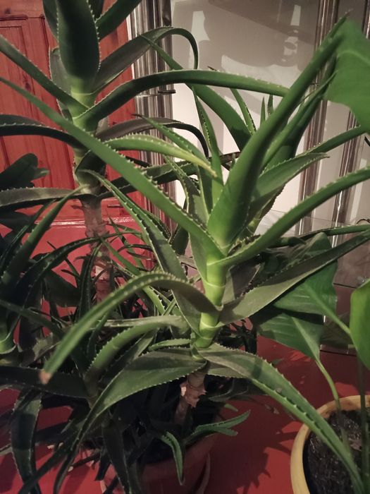 Цветы домашние живые экологически