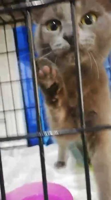 Ищем кошечке семью!