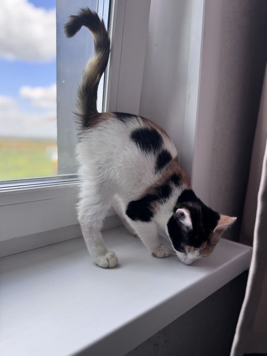 Котенок девочка