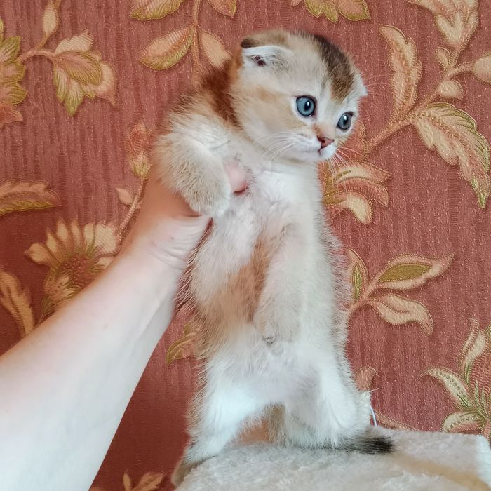 Котята разные, Цены разные
