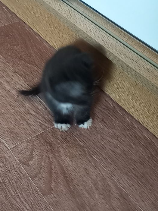 Отдам котят в добрые руки