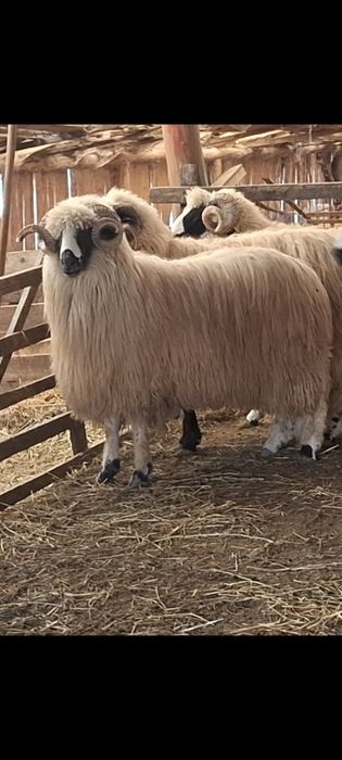 Miori cu certificat de origine și noatin