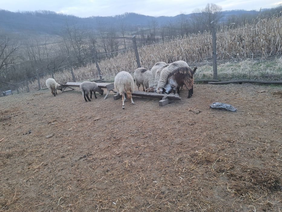 De vanzare 8 oi bune de tinut