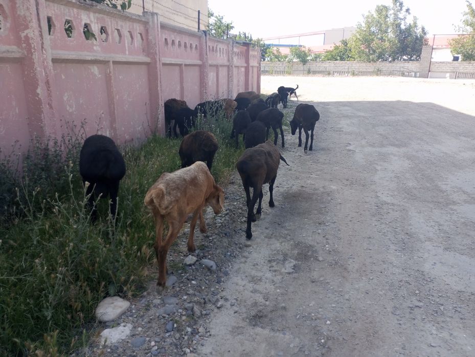 Куйлар сотилади, еки деу автомашинасига алмаштирилади соглигига ва еб