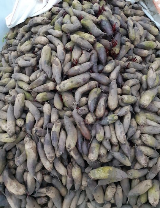 Morcov,țelina, ridichie si sfeclă rosie