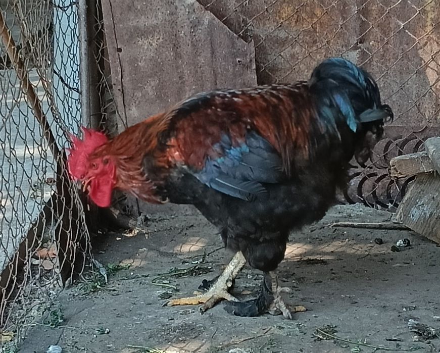 De vînzare cocos