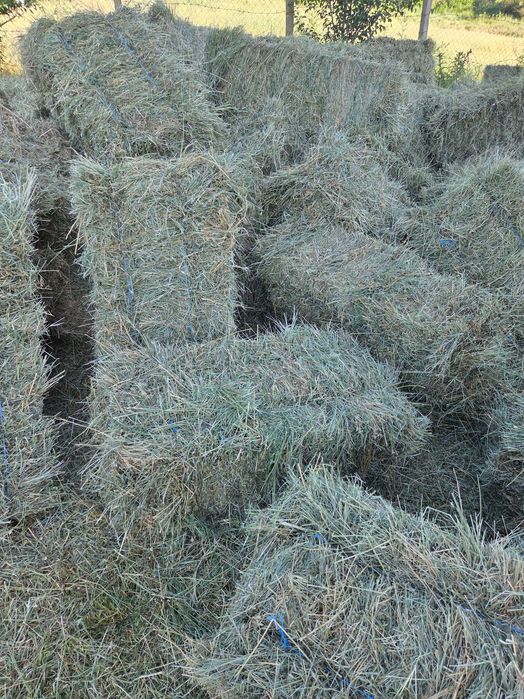 Бали Люцерна , Сено .
