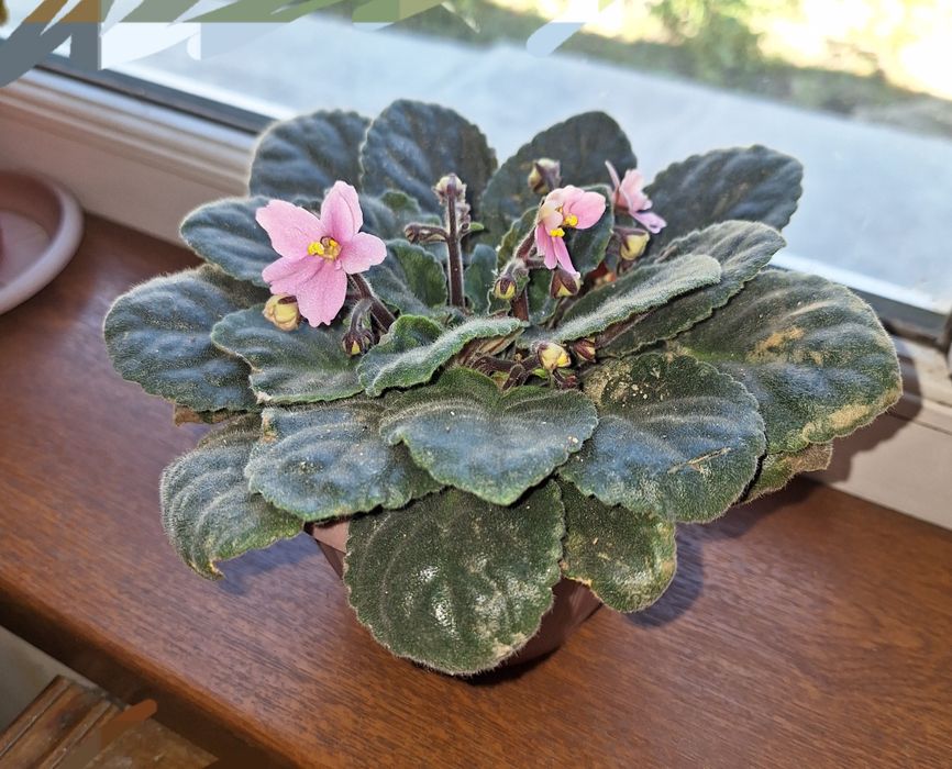 Продам комнатные цветы