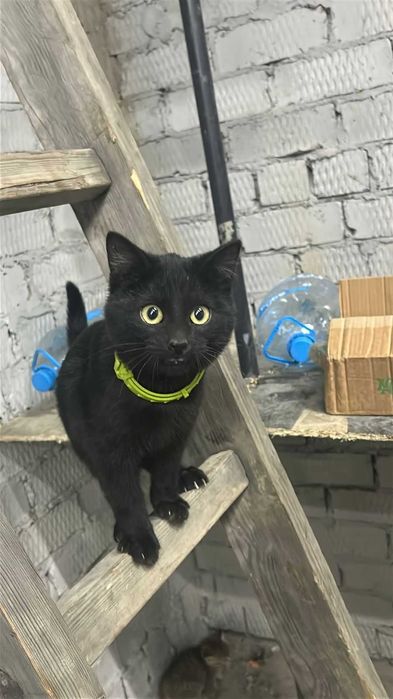 Отдам даром котят