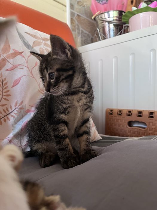 Подарявам котета