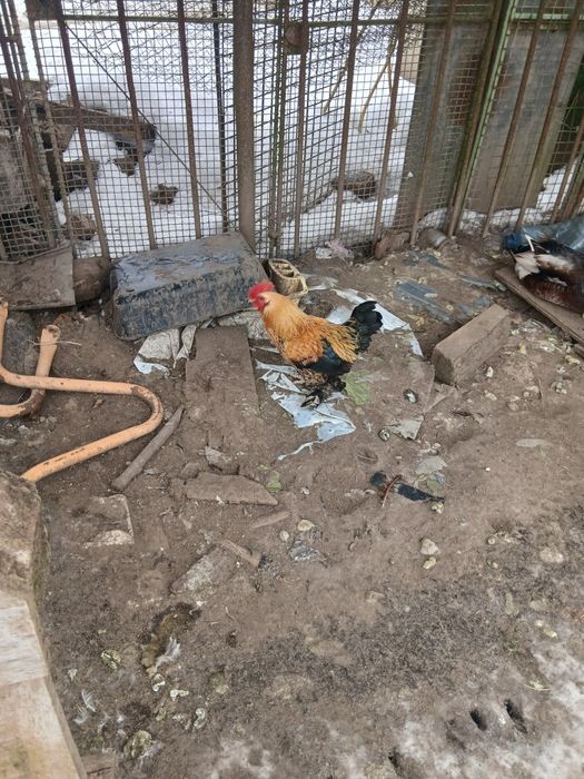 Cocoși pitici disponibili