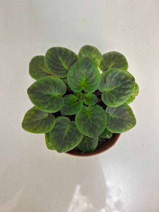 Продам цветы