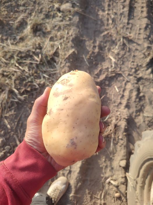 Продам картошку  крупную