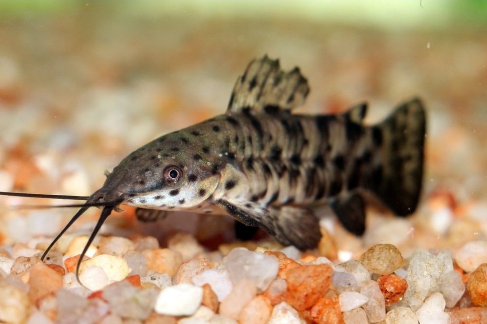 Аквариумные рыбки. Аквариум баликлари