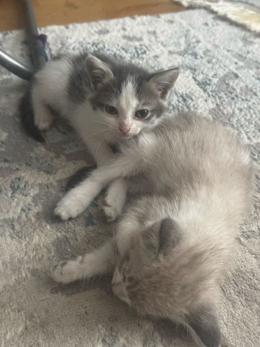 Отдам Котят-Милашек