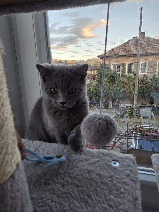 Британско мъжко  коте