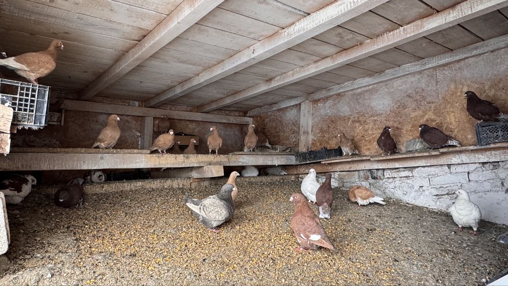 Porumbei voiajori de vanzare