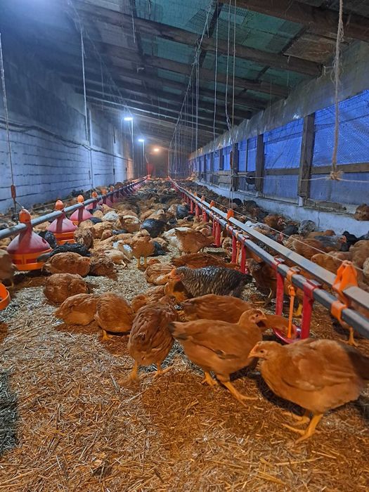 Vand pui rasa mixta 6 saptamani, vaccinuri la zi . 22 lei.