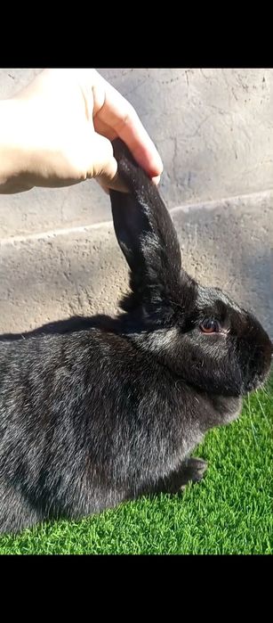 Кролик Французский баран