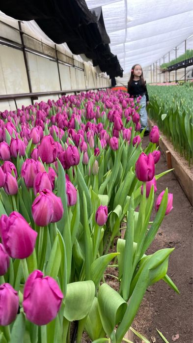 Тюльпаны оптом Астана