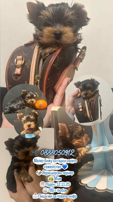 Три йоркширски момчета