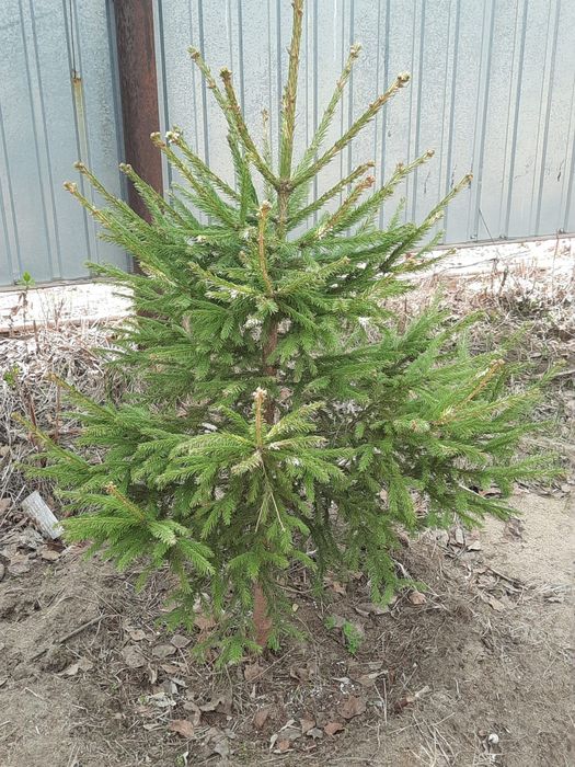 Ели Ель Классические местные