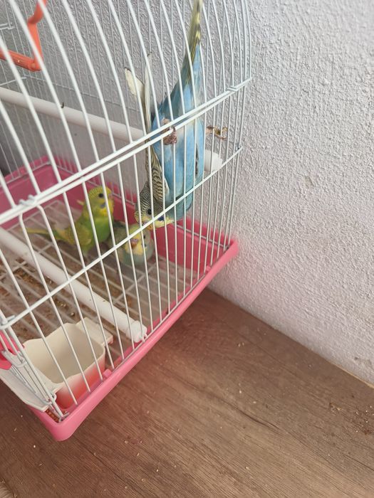 De vânzare peruși