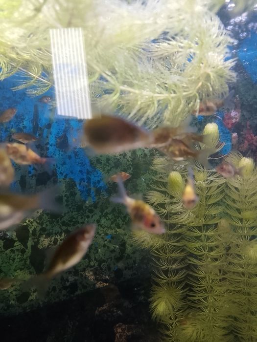 Золотые рыбки мольки 3 см