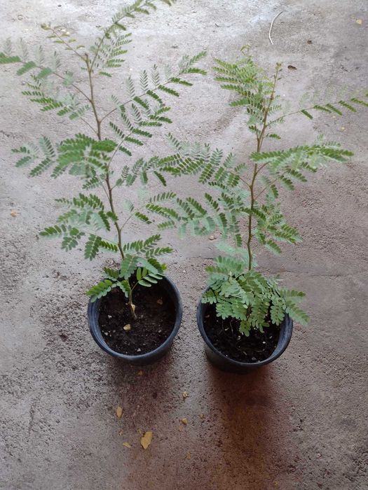 Цезалпиния - Растения