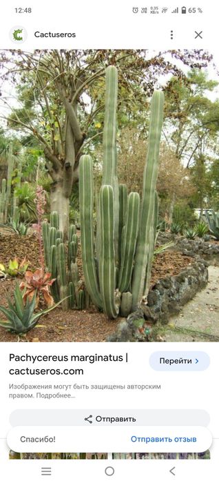 Кактус Цереус четырехугольный