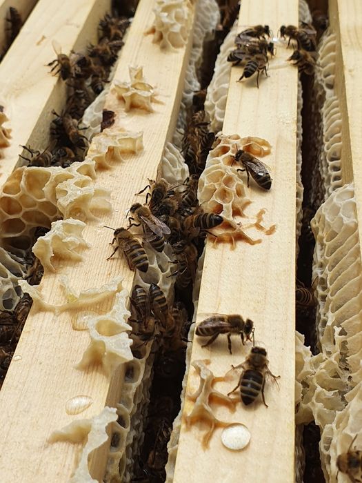 Miere de salcâm !!!