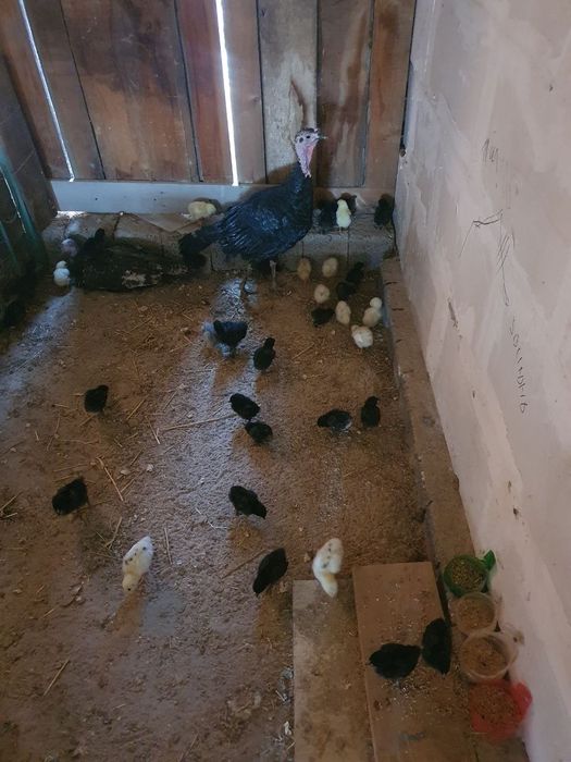 Ona kurka tovuq jo'jalari bilan
