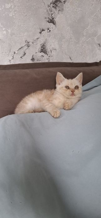 Шотландский мальчик скоттиш страйт