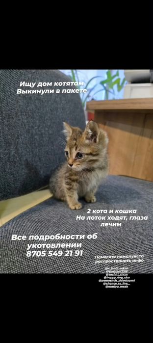 Отдам котиков и кошечку в добрые ручки.