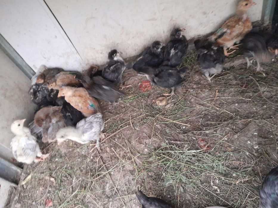Продам домашних цыплят