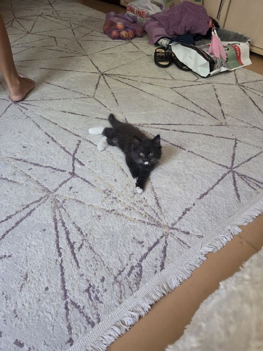 Отдаем котят бесплатно