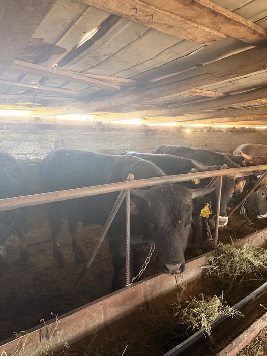 Продам жирных быков