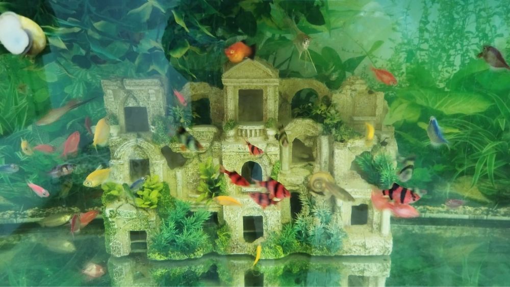 Vand acvariu si pesti. Acvarii si pesti.