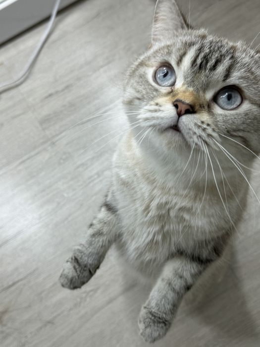 Отдам породистую кошечку