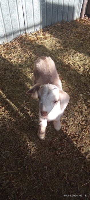 Сүтті занен тұқымды орыс ешкі сатылады