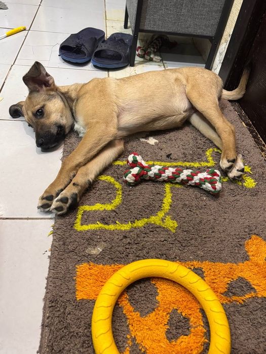 Собака  девочка щенок бесплатно даром